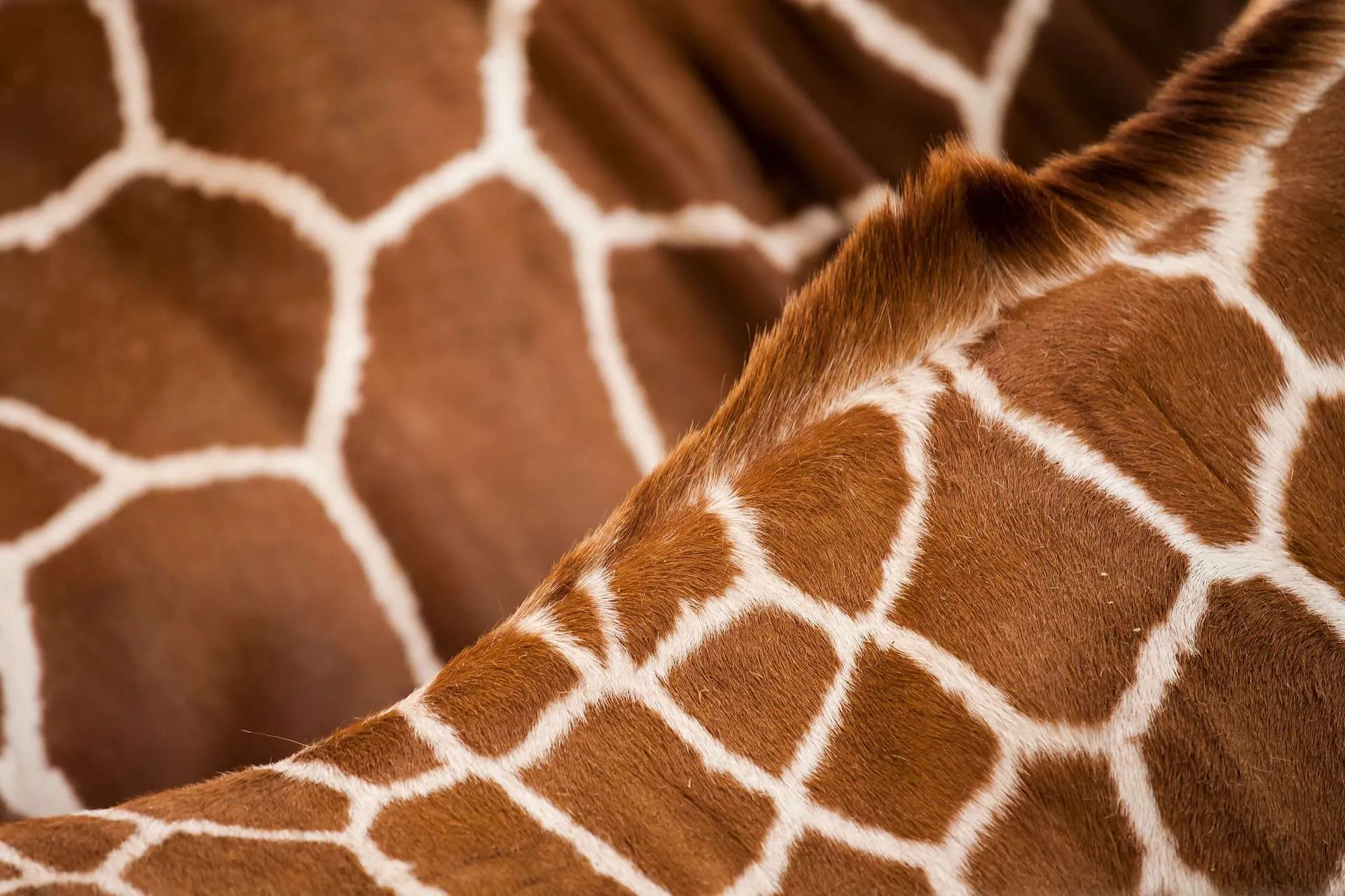 The pattern on a giraffe's skin