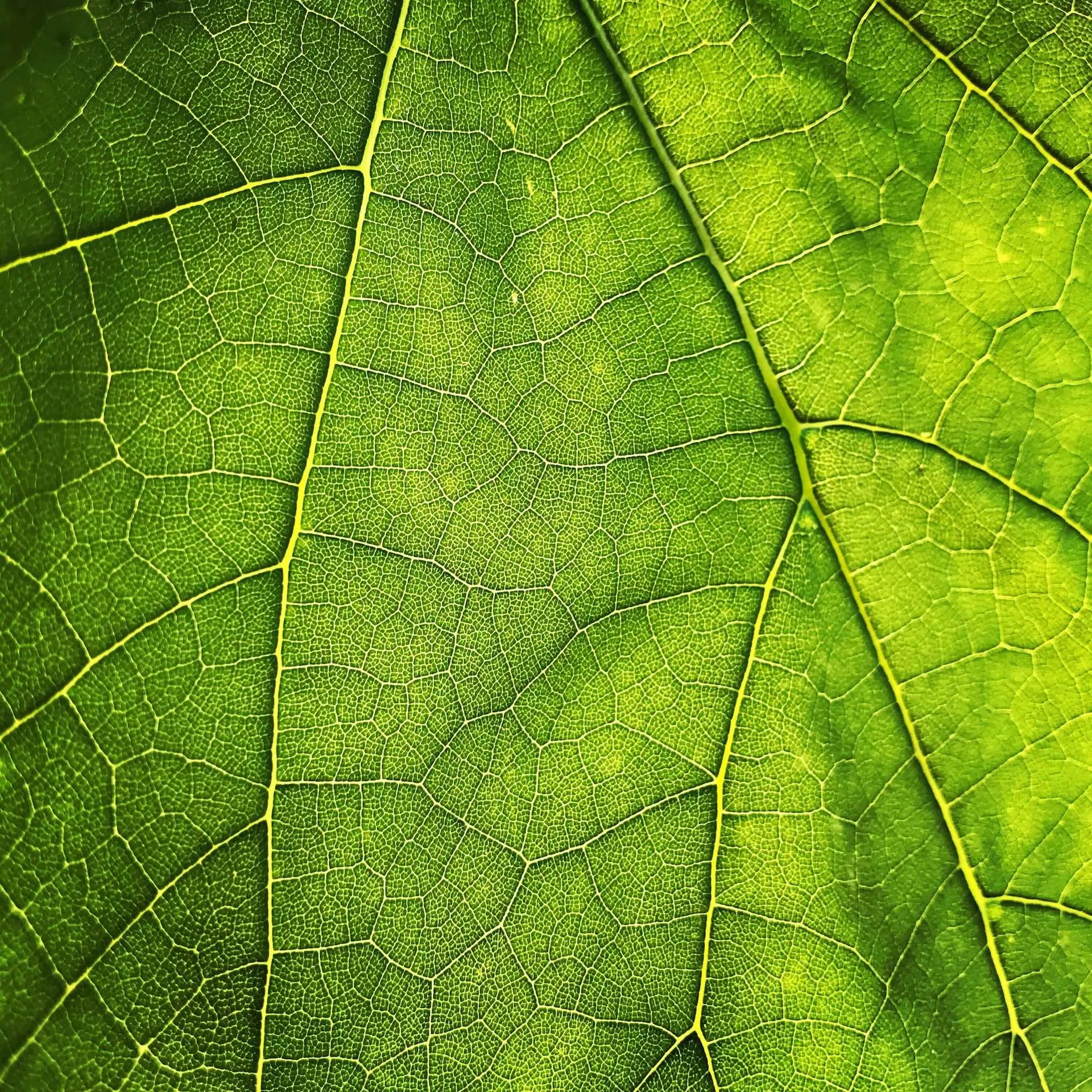 The veins of a green leaf